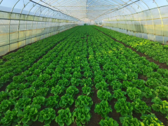 冬季蔬菜防灾减灾技术指导意见