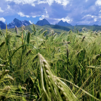 甘南青稞种植产地直供批发
